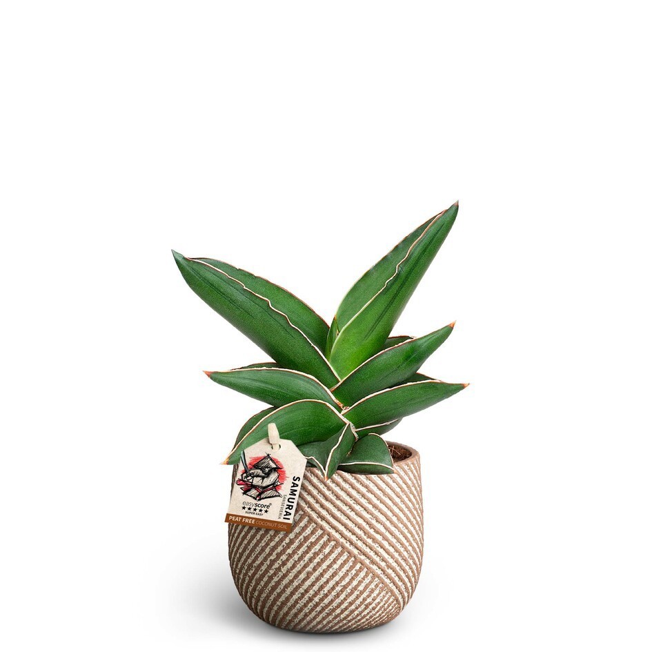 SANSEVIERIA EHRENBERGII 40935042 Grove 'SAMURAI DWARF', D 10 cm SANSEVIERIA EHRENBERGII 40935042 Grove 'SAMURAI DWARF', D 10 cm