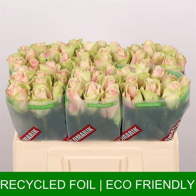 Роза од. Ля Бэль 50, шт.