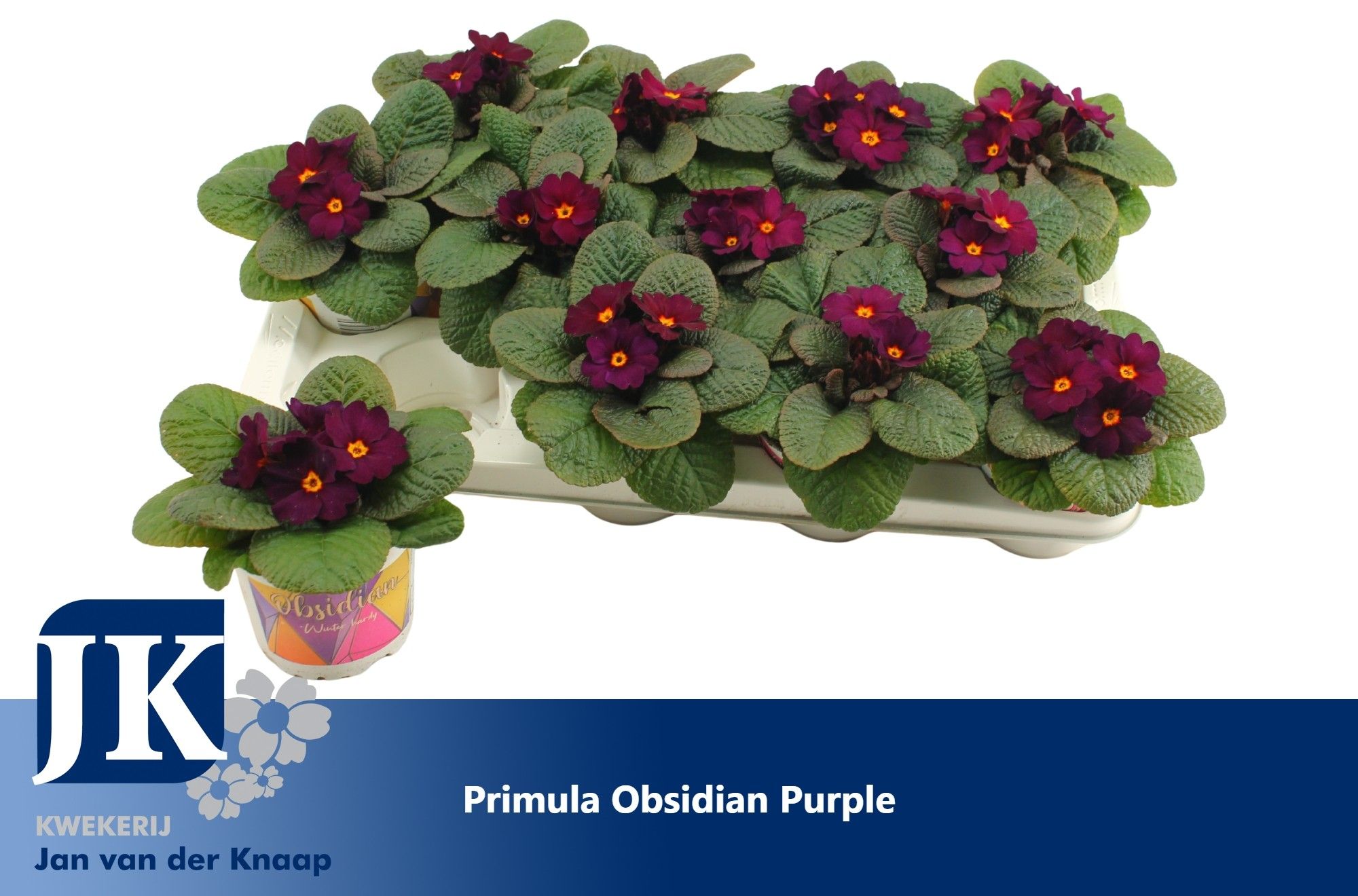 Primula Purple Winterhard, D 12