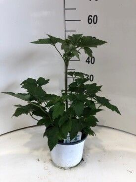 635 DVDS : Witte pot 19 cm Annemone wit, D 19