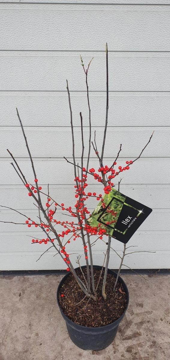 Ilex verticillata, versgepot, D 24 cm