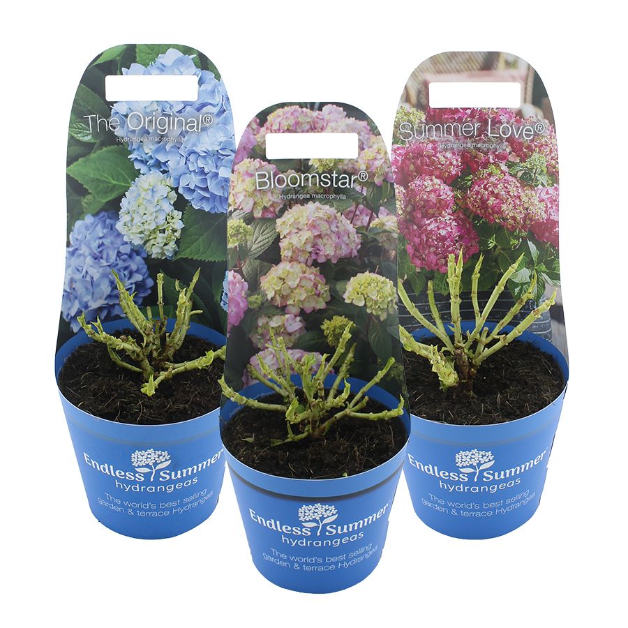 Hydrangea macr. Endless Summer® MIX C2 (17cm.) Potcover, D 17
