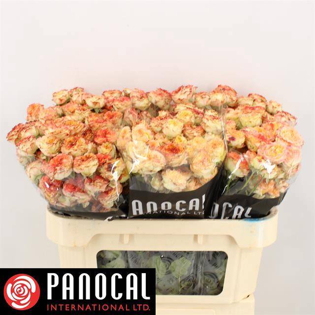 Роза куст. Шоу Флоу 70, шт. Роза куст. Шоу Флоу 70, шт.