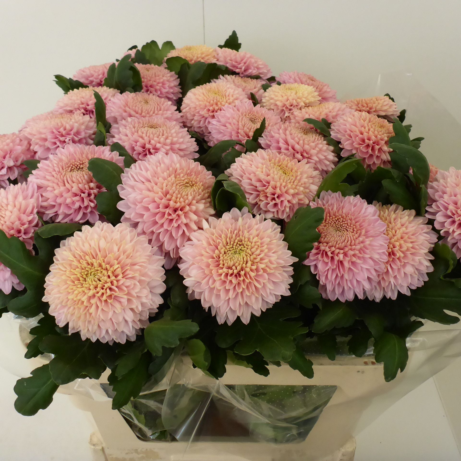 Хризантема од. Мариель 75, шт.