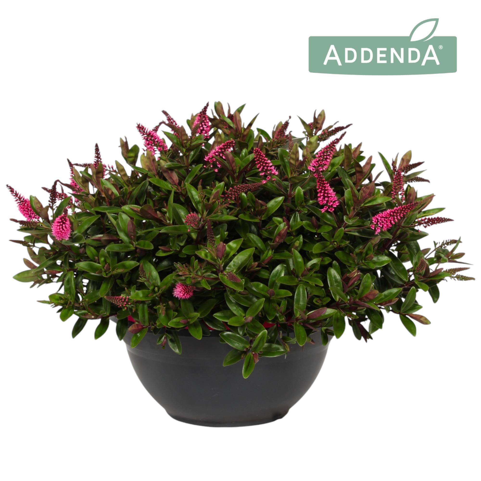Hebe Addenda® Donna Elsa in Deco bowl P30, D 30