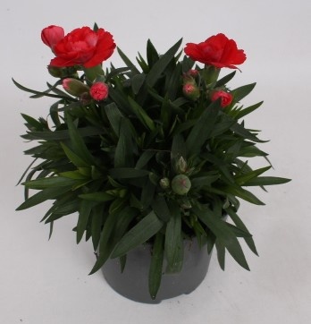 Dianthus Oscar Red, D 10,5