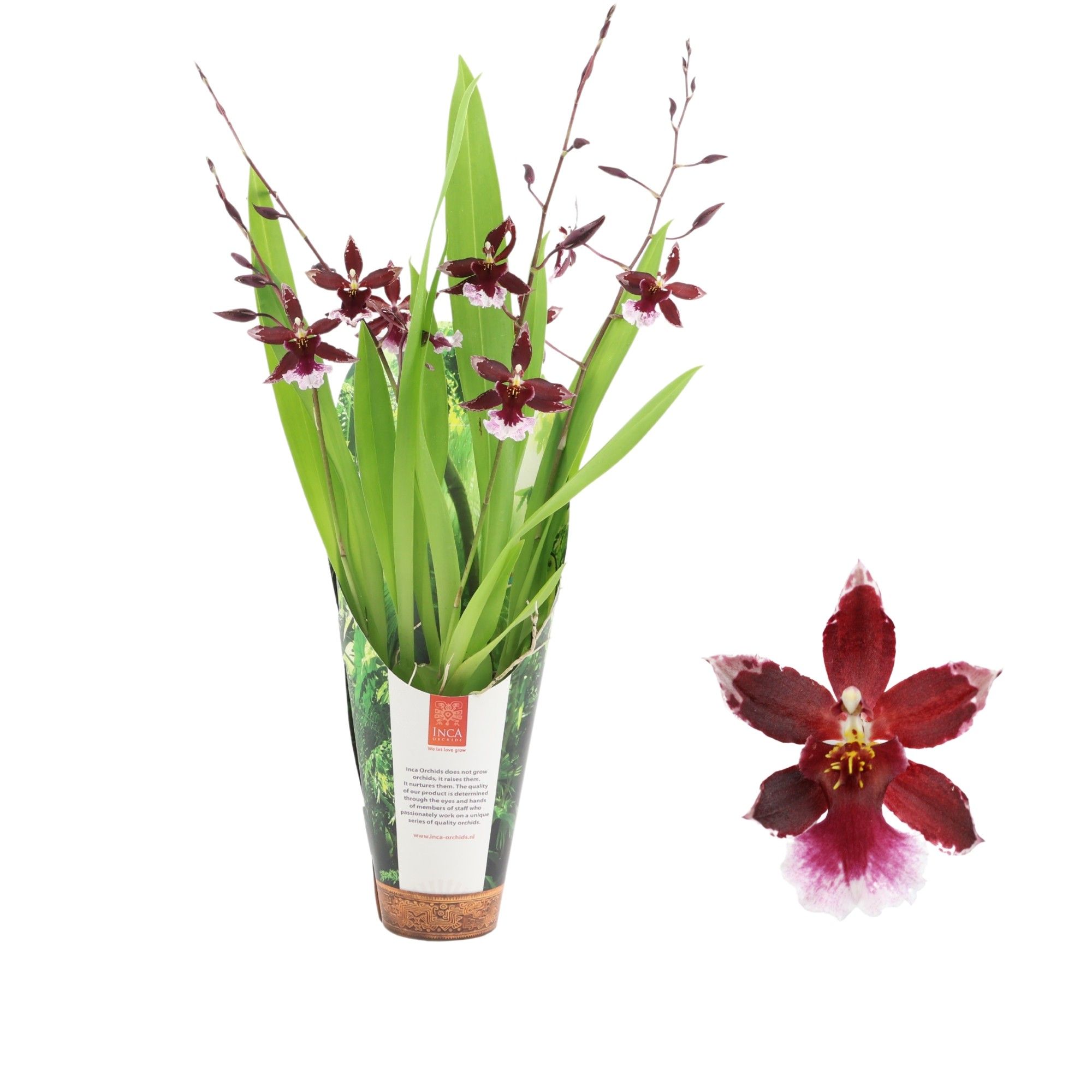 Inca Cambria Barrocco Red 4+ spike 9cm in luxury jungle cover, D 9