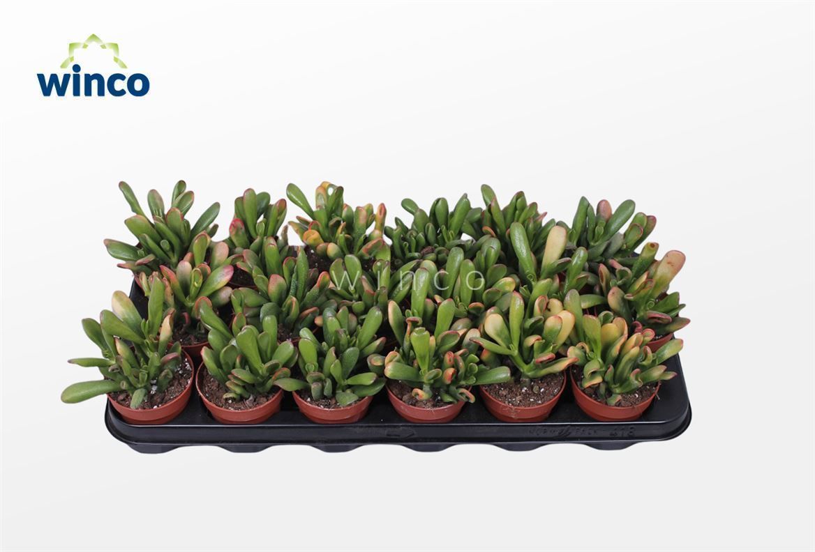 Crassula Hobbit-sunset, D 8,5 cm