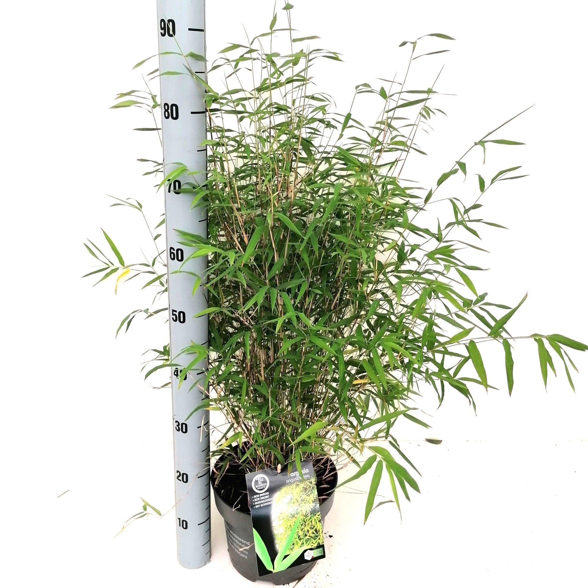 Fargesia 'Angustissima', D 23