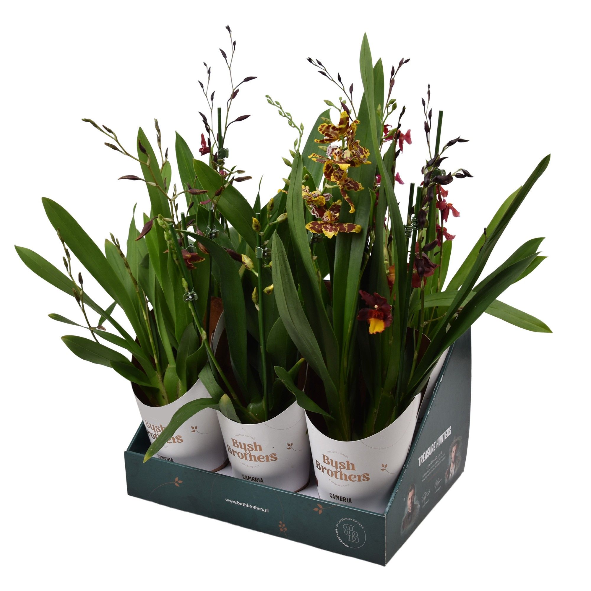 Cambria 3 tak 12 cm in Bush Brothers showdoos met potcover, D 12 cm