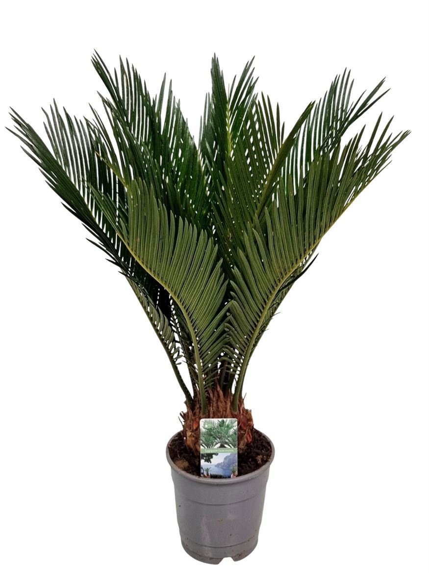 Cycas Revoluta 8+ Blad, D 12 cm Cycas Revoluta 8+ Blad, D 12 cm