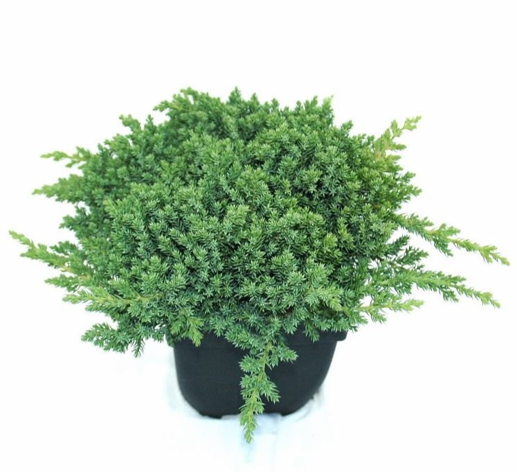Juniperus procumbens 'Nana' P17, D 17