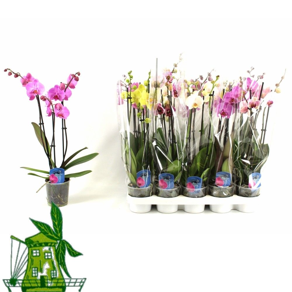 3 Tak Phalaenopsis MIX, 18+ Knop, 50 CM, D 12