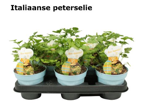 Peterselie glad, D 12 cm