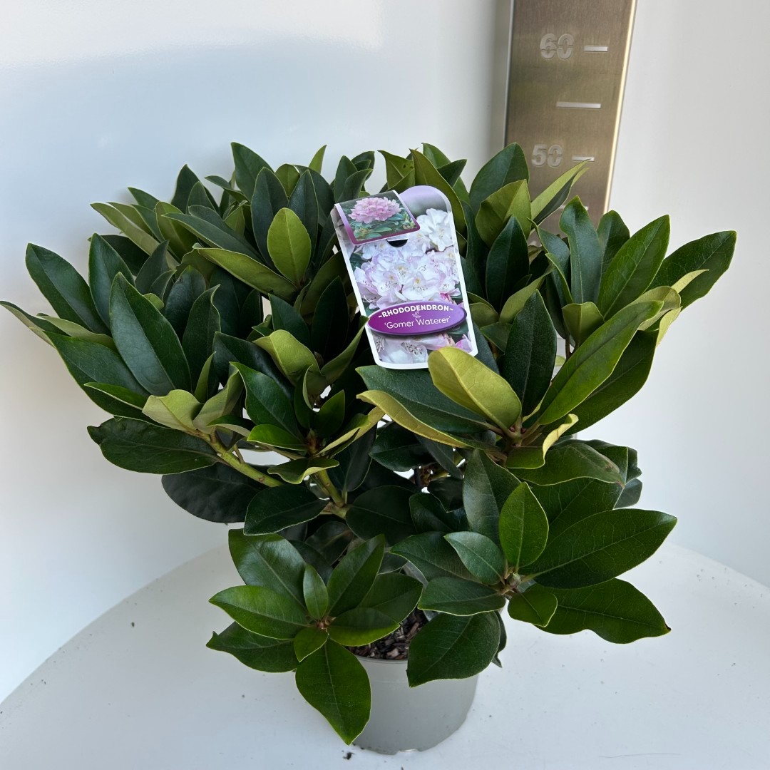 Rhododendron Gomer Waterer, D 23