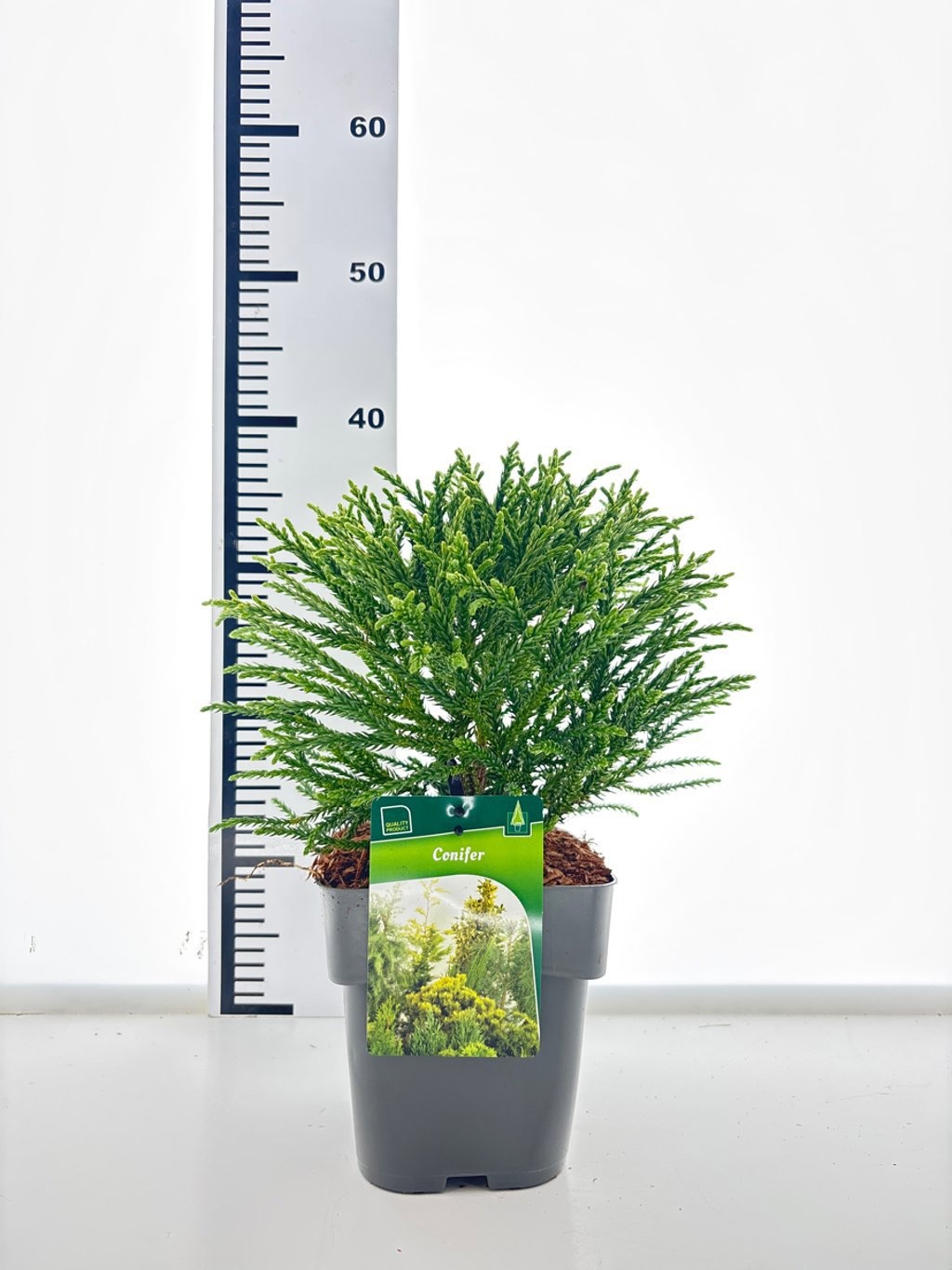 Cryptomeria j. 'Little Champion', D 17