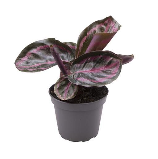 CALATHEA ROSEOPICTA 'ILLUSTRUS', D 6