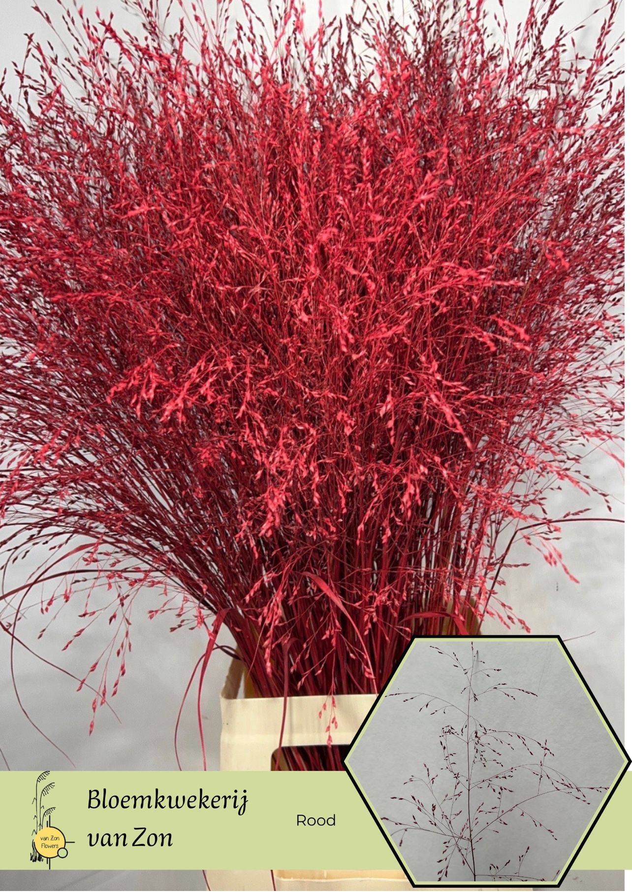 Сирграс Овериг Крашеный (краш. ) 95, шт.