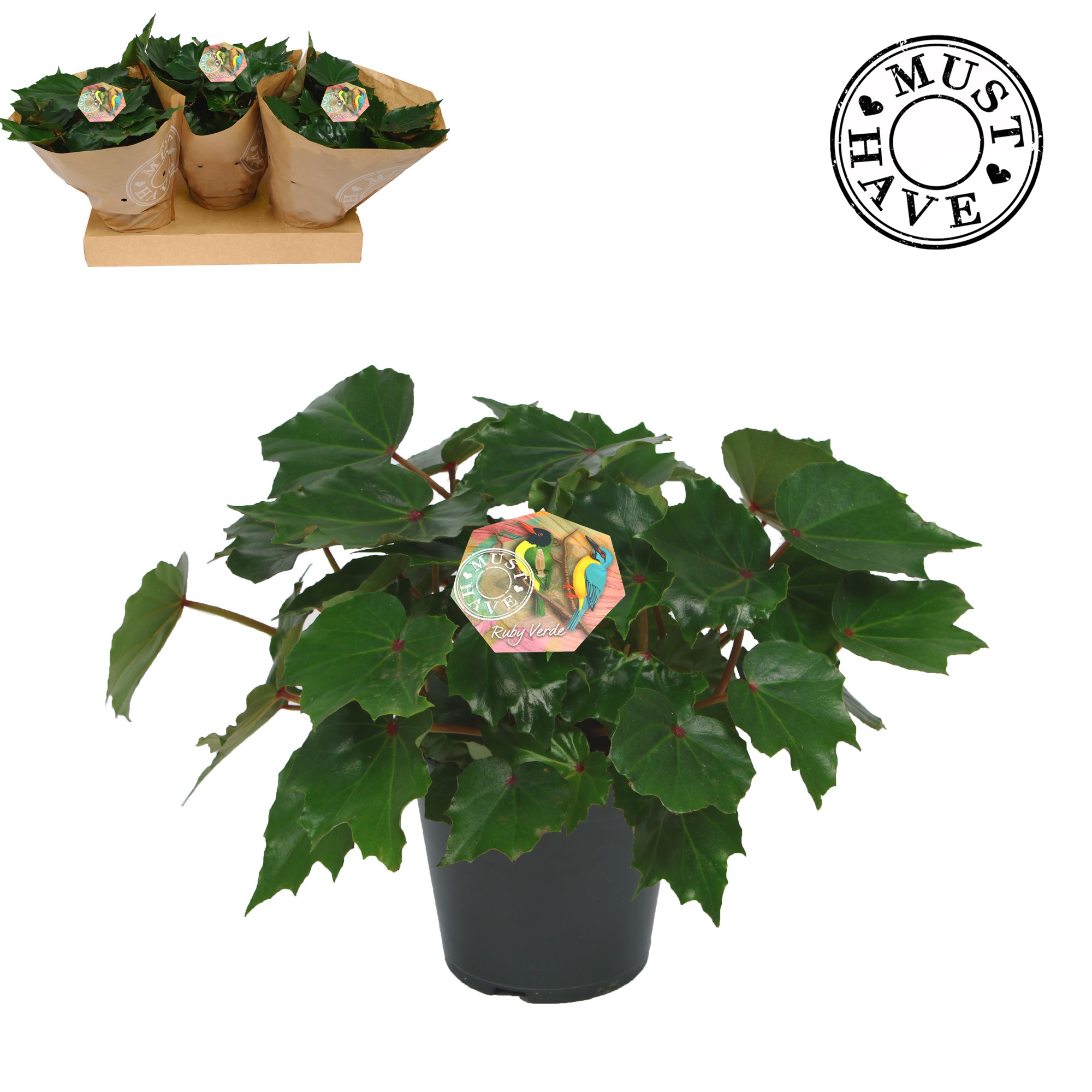 Bladbegonia Rex Rubi Verde MUST HAVE, D 17