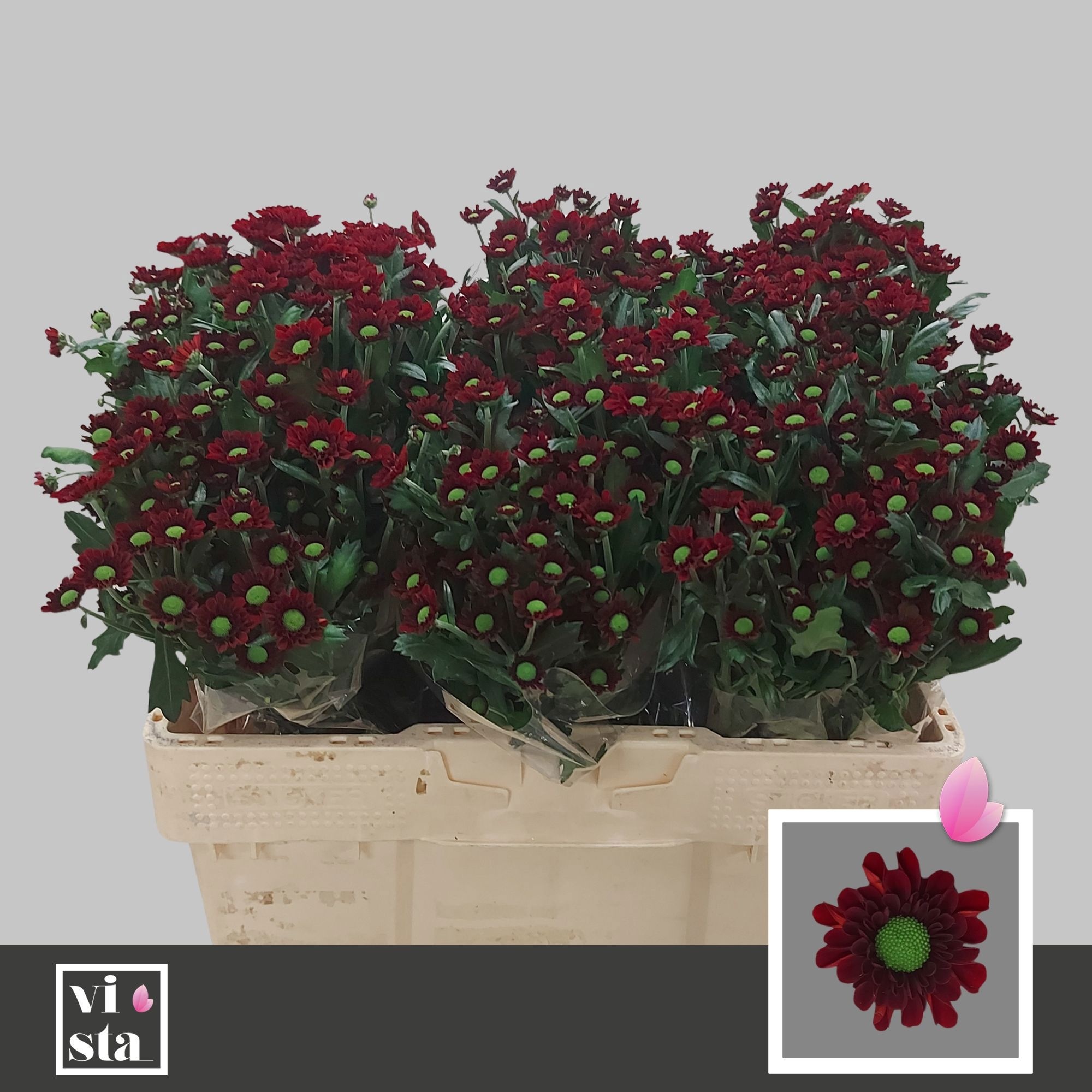 Сантини Мекс, шт.