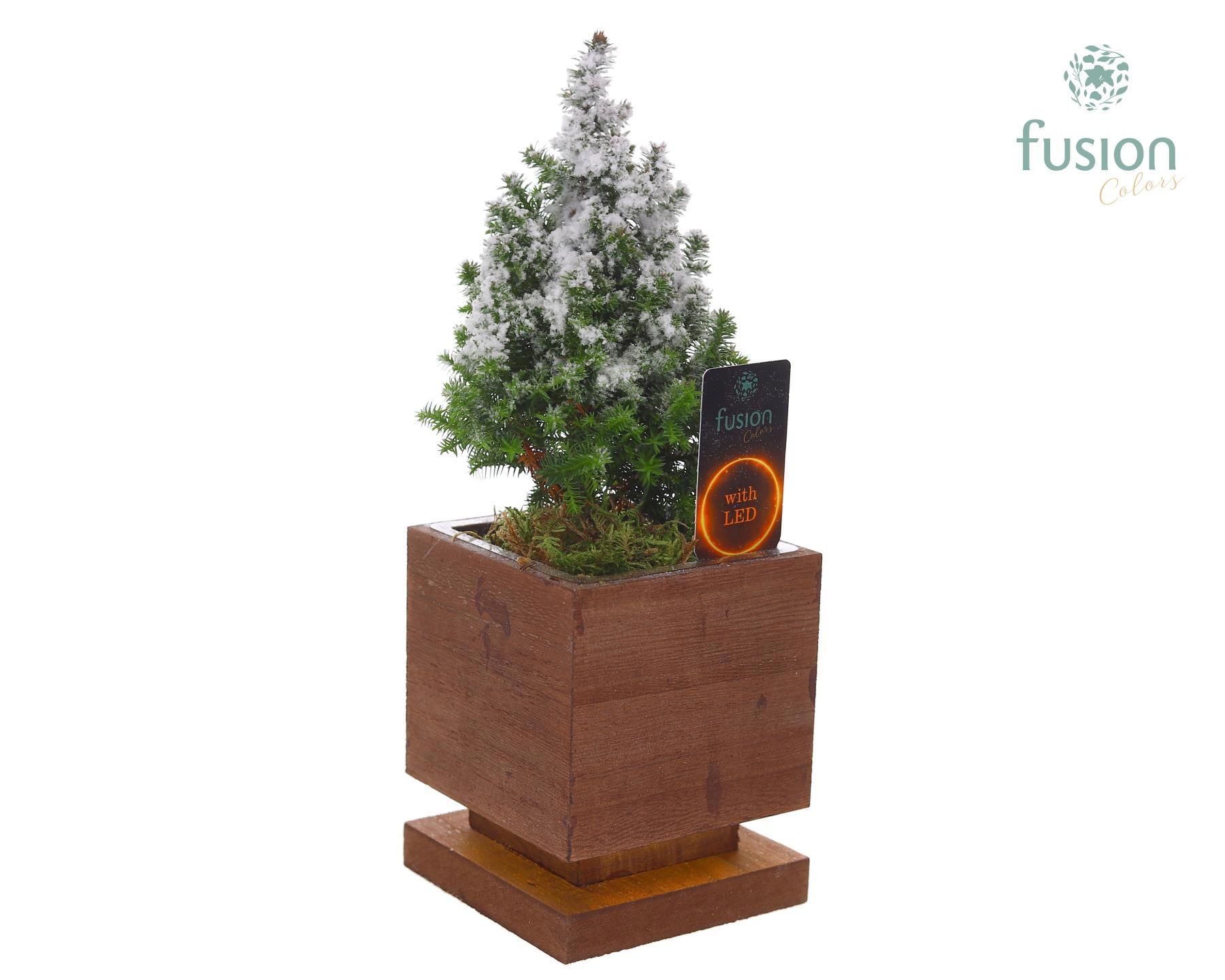 The Green Lighting Garden LED Small met Chamaecyparis, D 10 cm