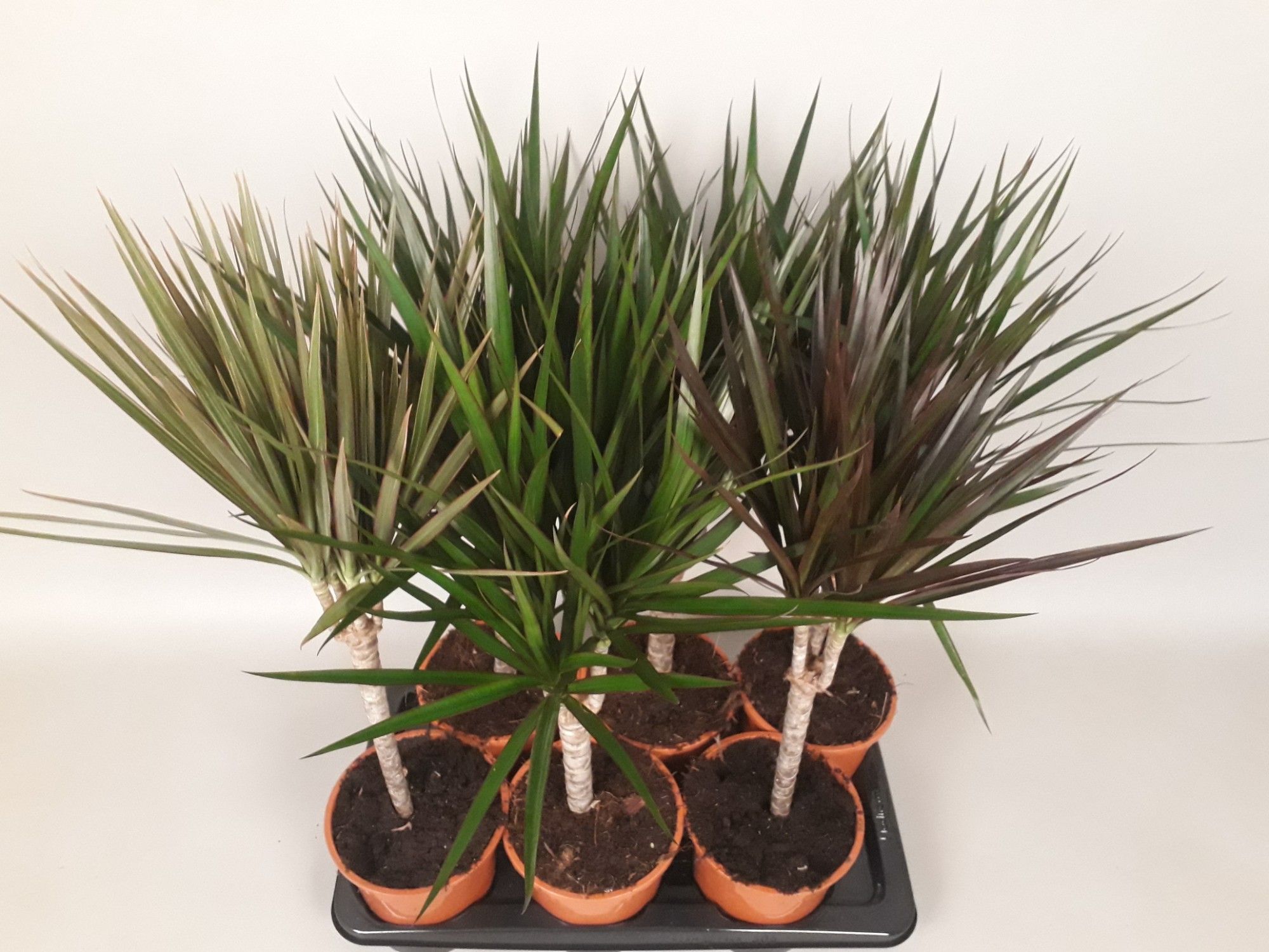 dracaena mix 17 cm, D 17