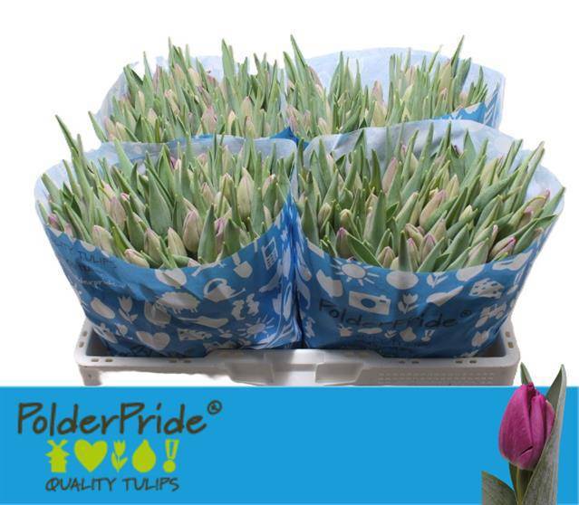 Тюльпан од. Буллит (фиолет.), шт.