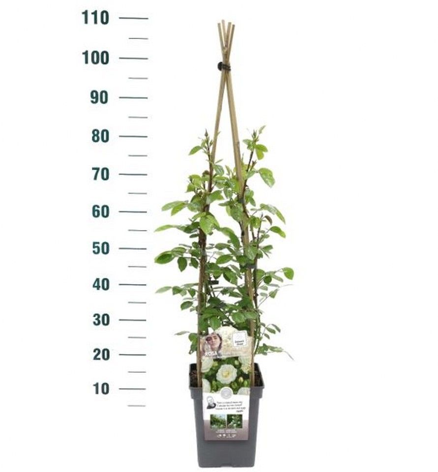 Rosa 'Perfume Dreams' - Klim - VP5 - Exclusive Collection, D 23 cm