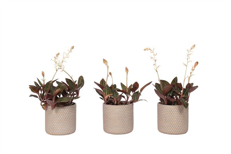 Betonpot p12 Joyce Ludisia Discolor 3+T, D 12