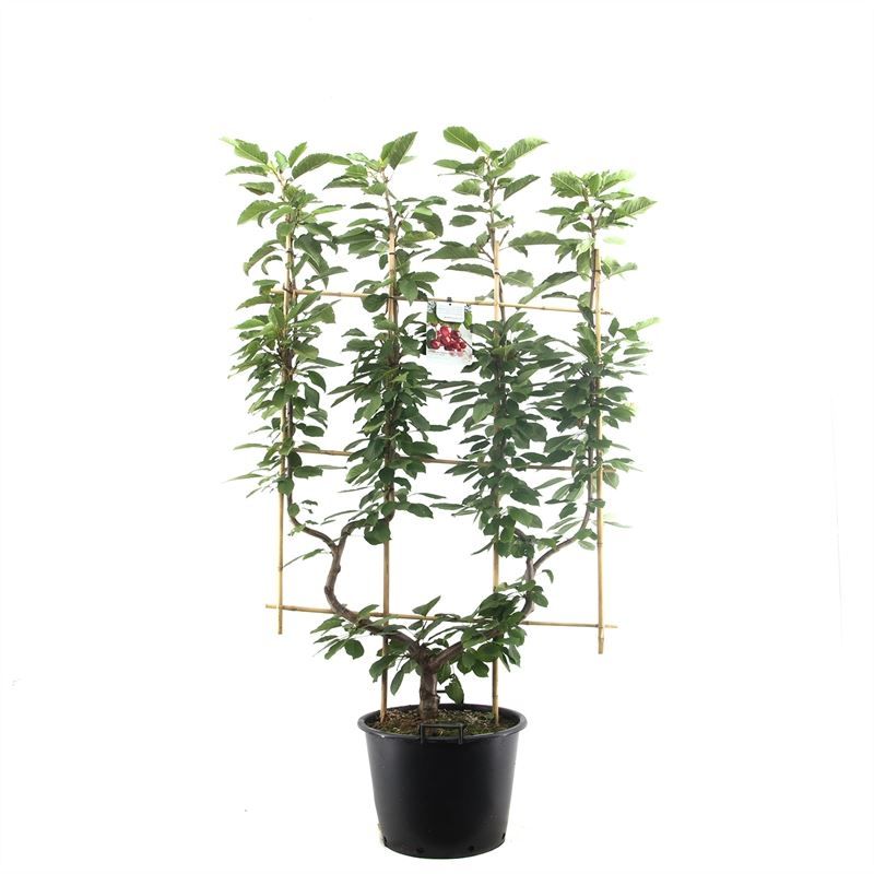 Prunus avium Stella dub. U Rode zoete kers, D 45