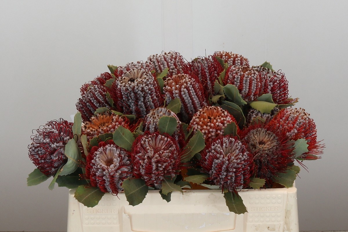 Банксия Кочинея 35, шт.