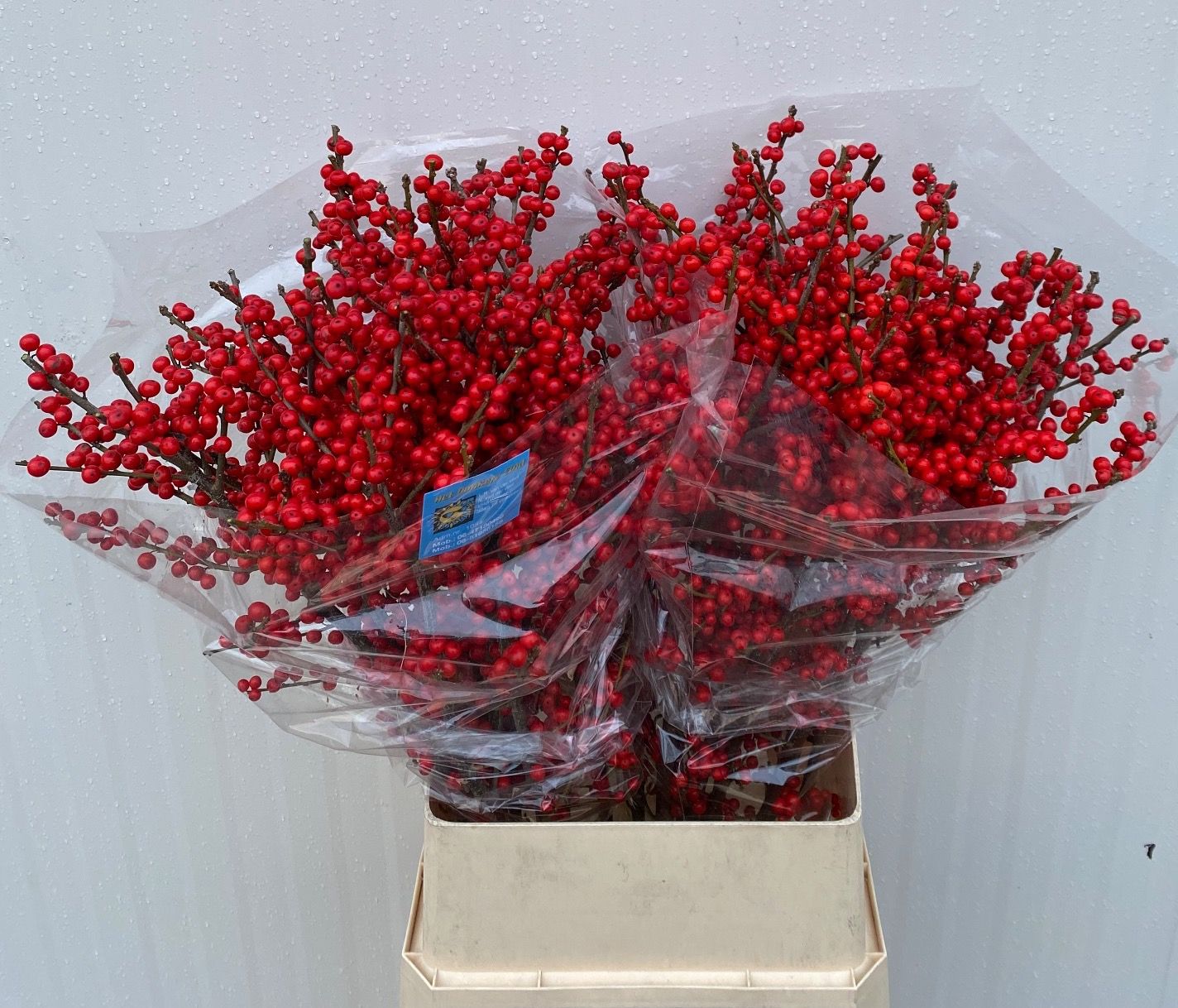 Илекс Красные ягоды 100, шт.