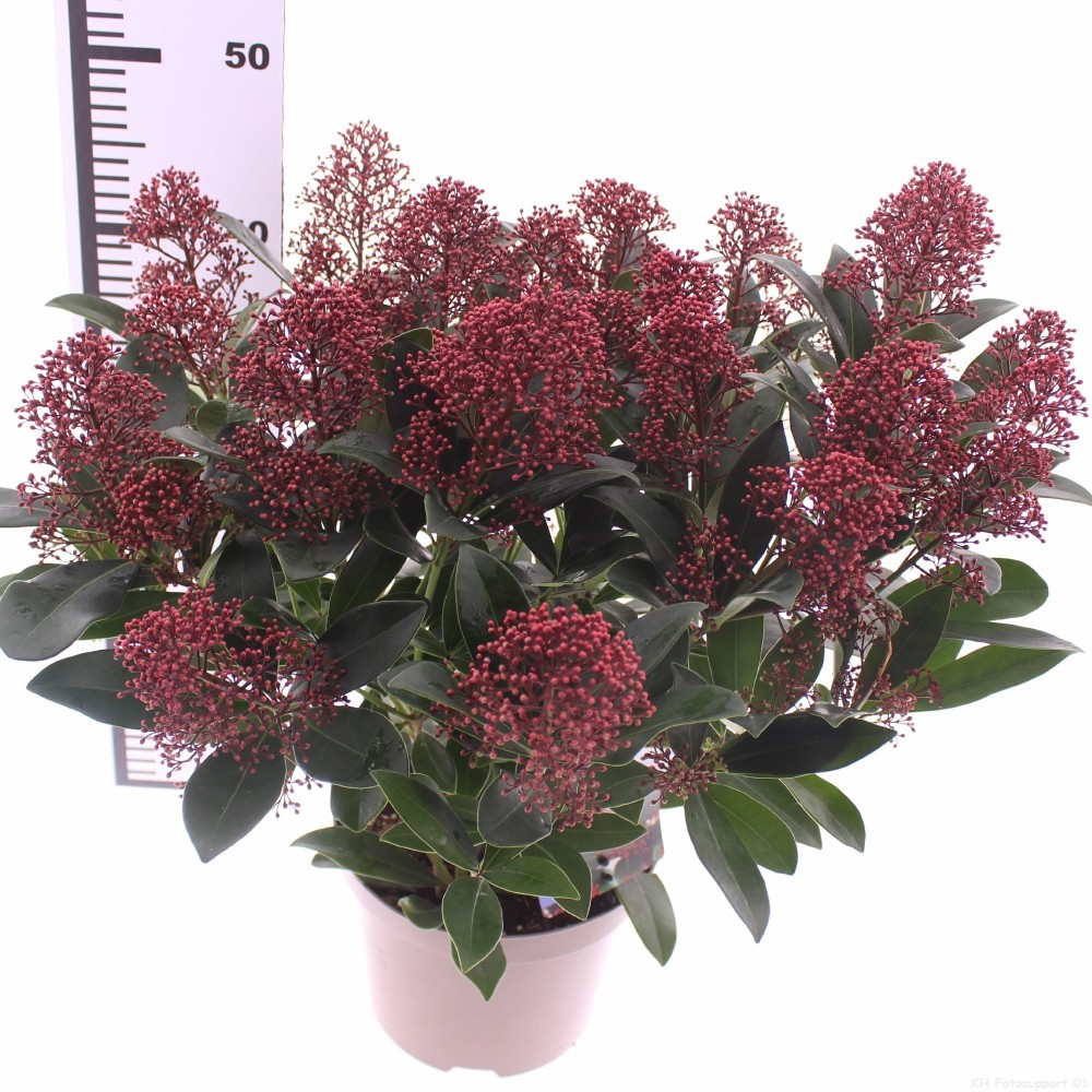 Skimmia jap. 'Rubella', D 19