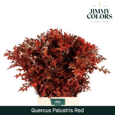 Кверкус Палюстрис Овериг Крашеный (краш. ) 80, шт.