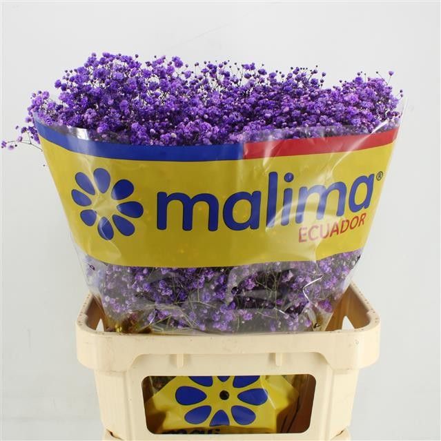 Гипсофила Овериг Крашеная (краш. ) 75, шт.