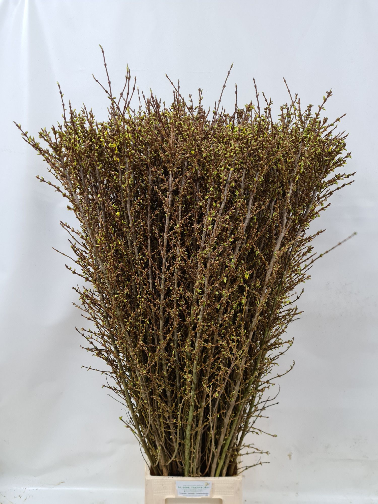 Форзиция Спектабилис 150 (желт.), шт.