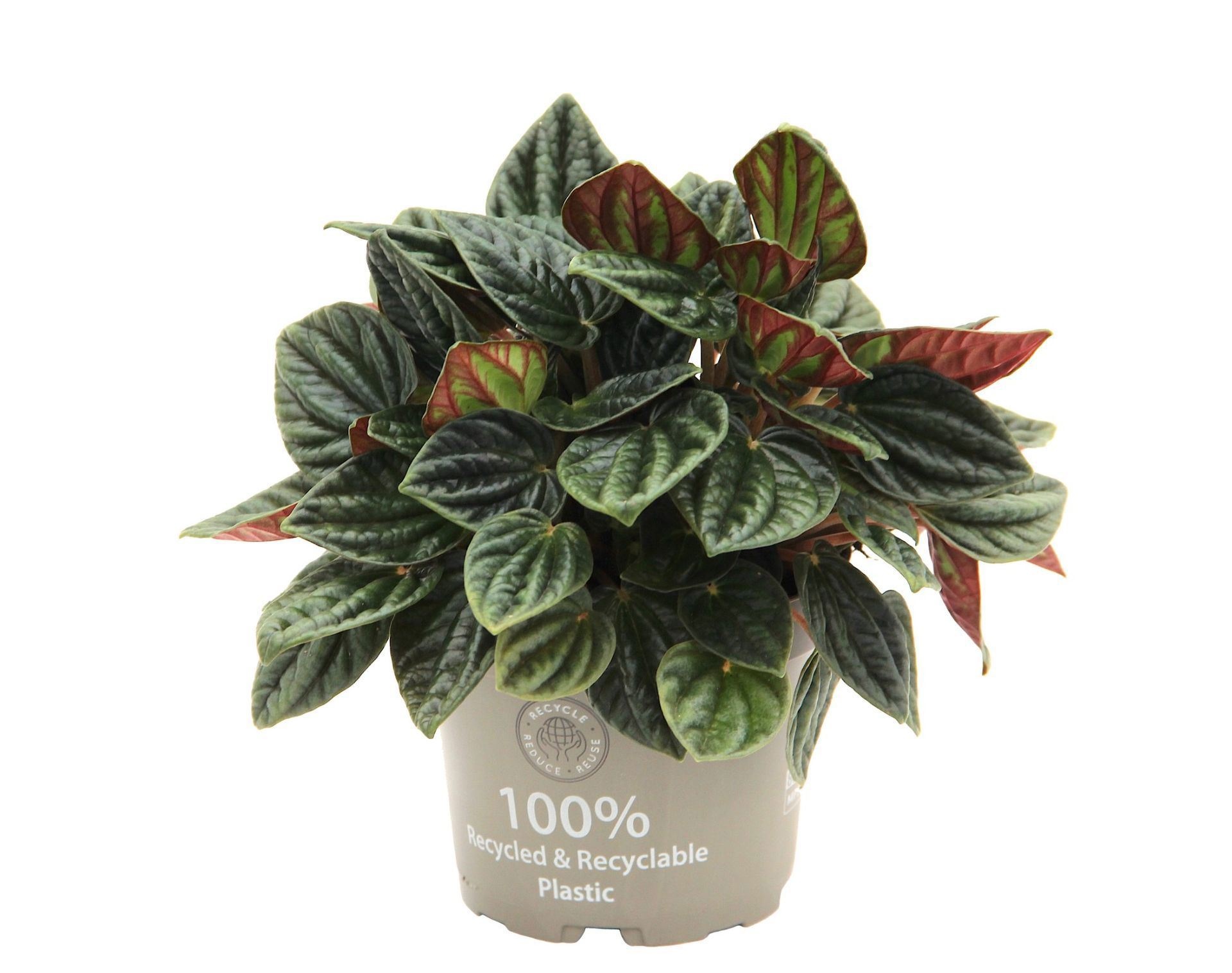 Peperomia Caperata Amazonas TP1� 12 cm, D 12 cm