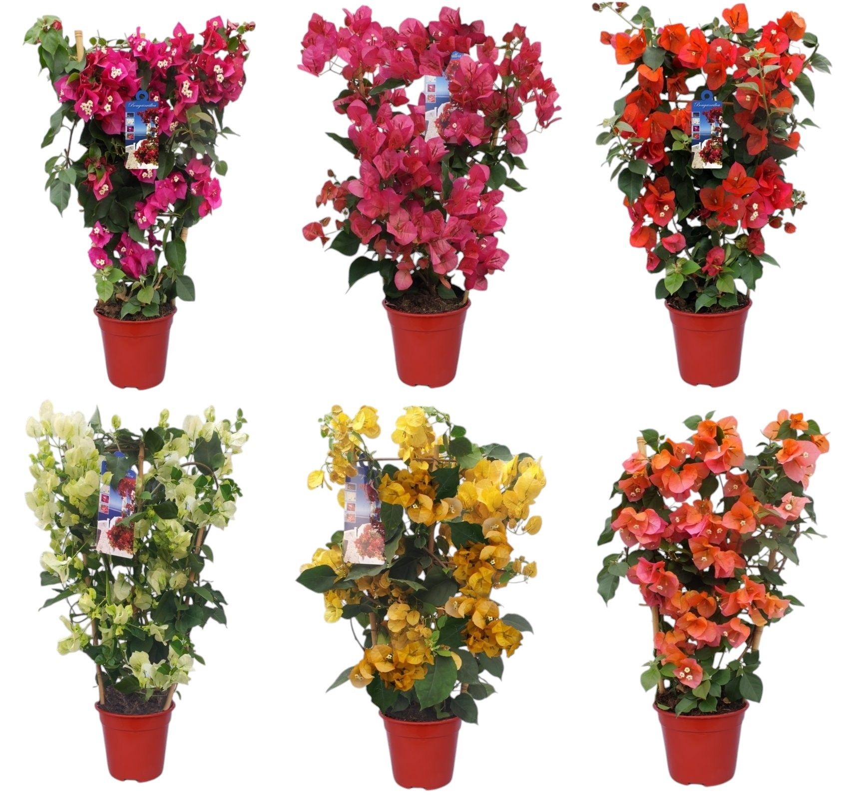 Bougainvillea 'Dania' MIX in bamboo REK, D 21