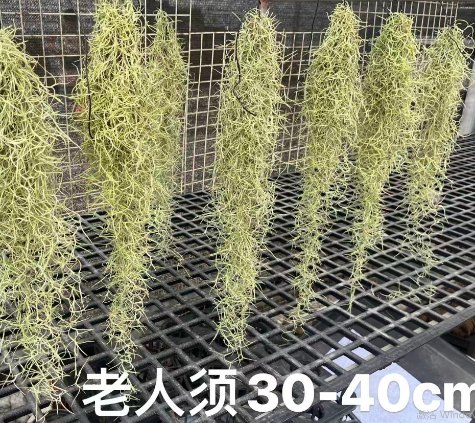 Гузмания Елдерлй мустаче 6 35