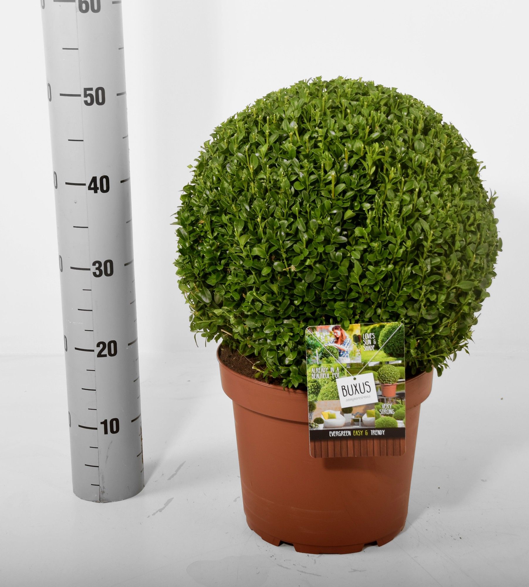Buxus sempervirens terracotta Ø 30-35 cm (Klokdeal), D 26