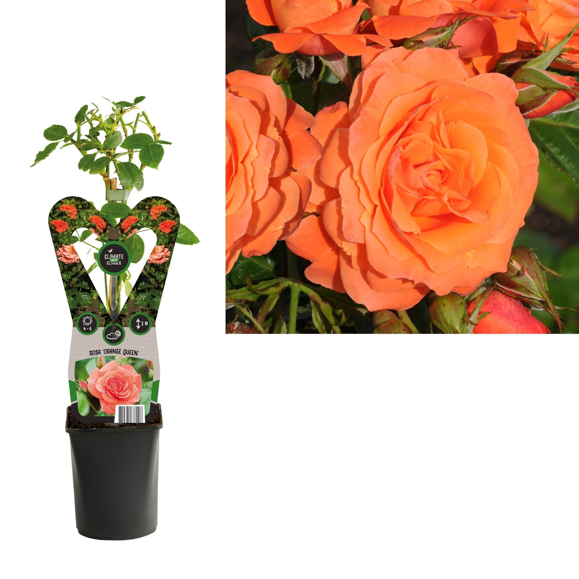 Rosa 'Orange Queen' +3.0 label, D 11