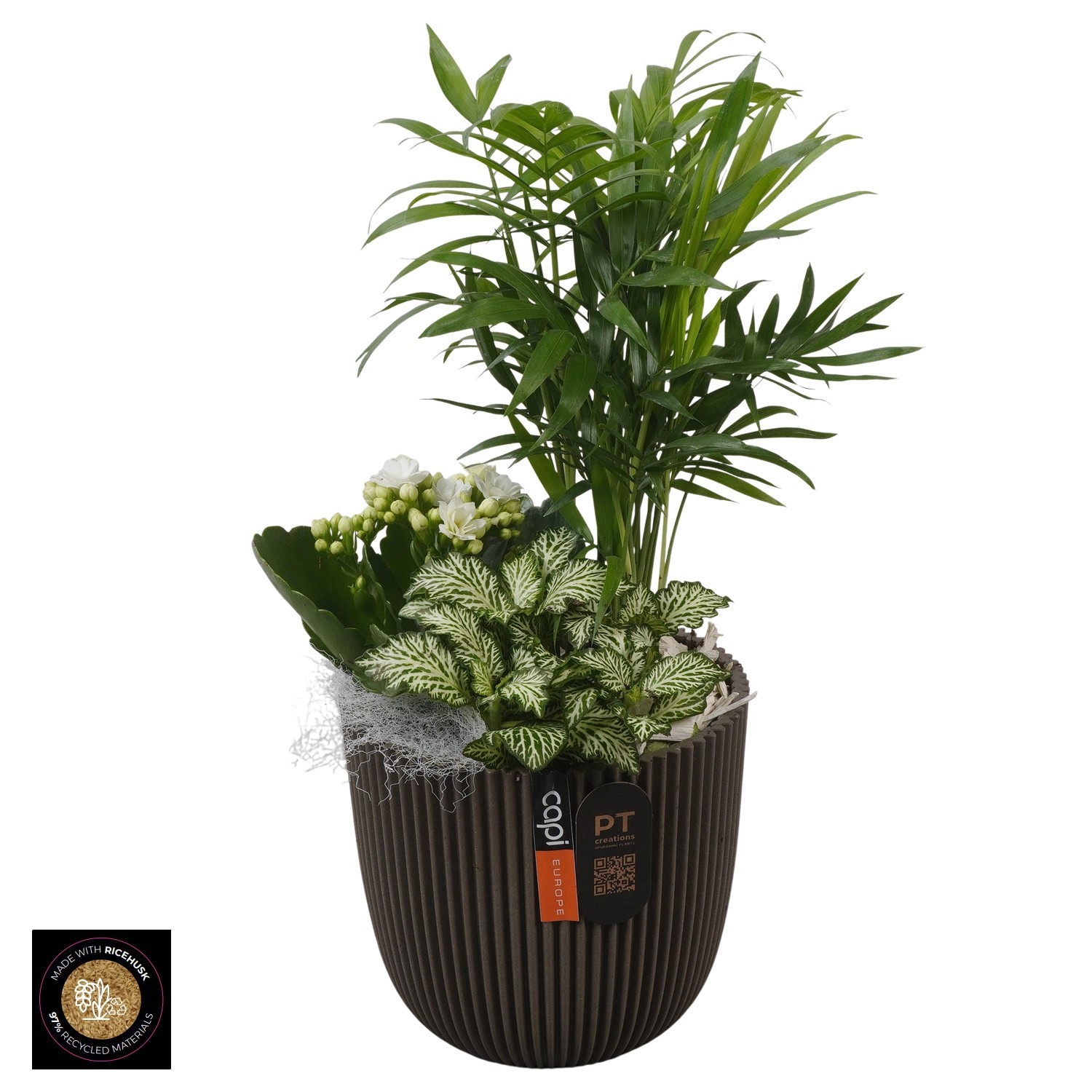 PTIB5208 Arrangement Indoor in capi pot, D 13