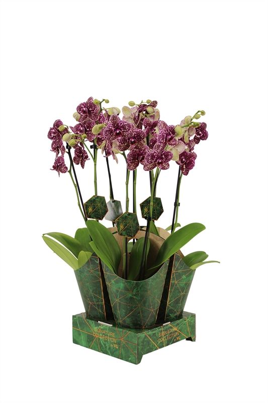 Potcover p12 golden nature Phal Signature Wildcat 2T16+, D 12 cm