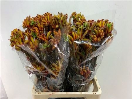 Анигозантус Баш Танго 70 (зел.), шт.