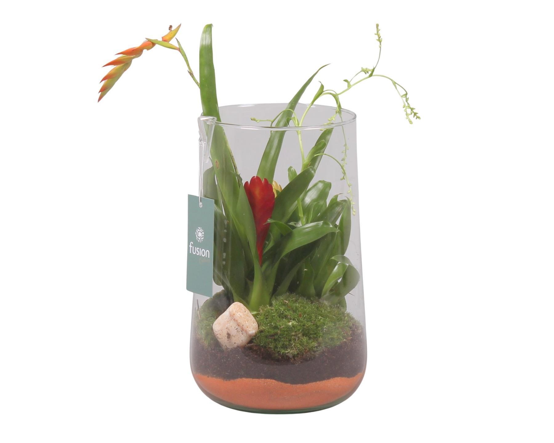 Green Bottle Deline Large met Bromelia, D 15