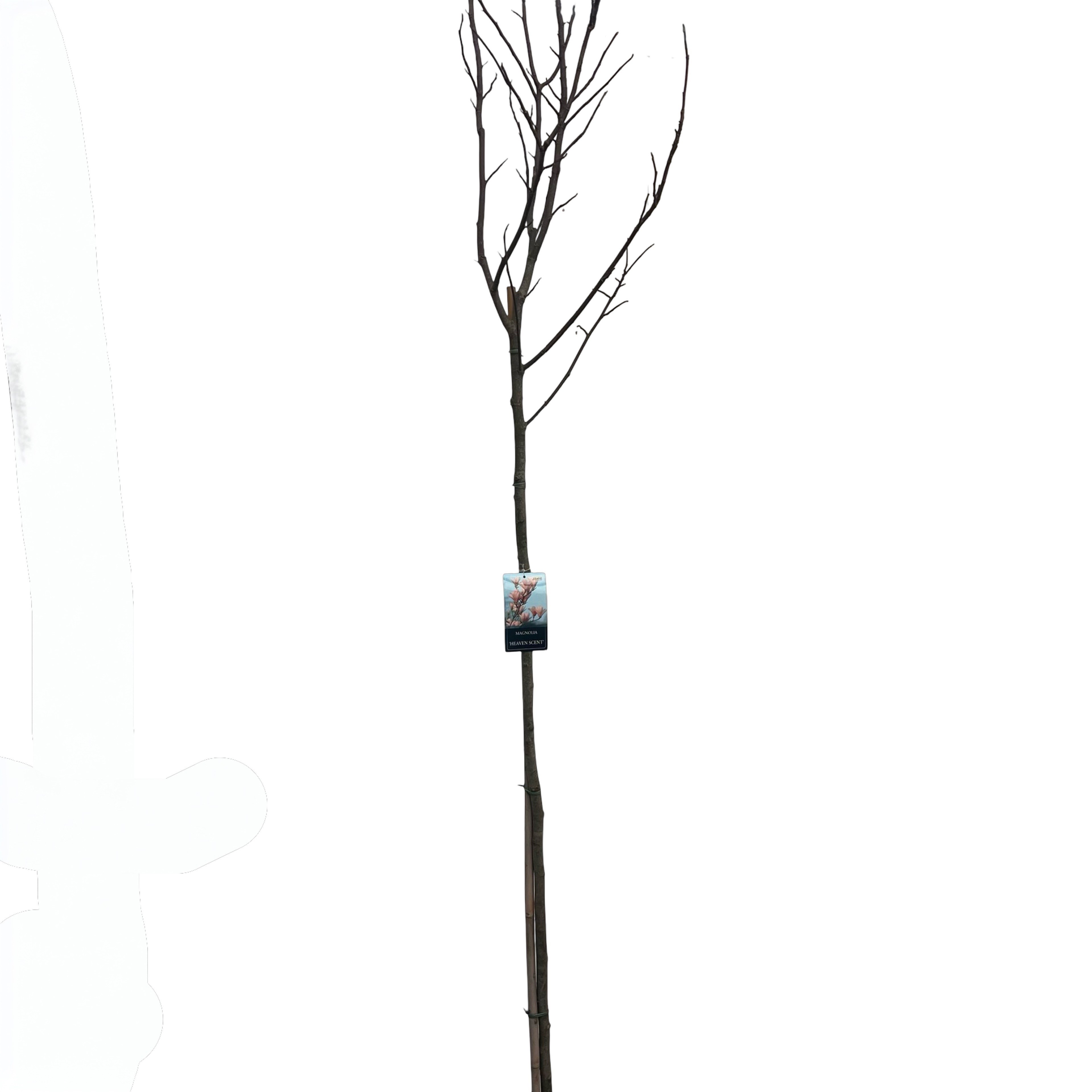 Magnolia 'Heaven Scent' Stam 180cm, D 38