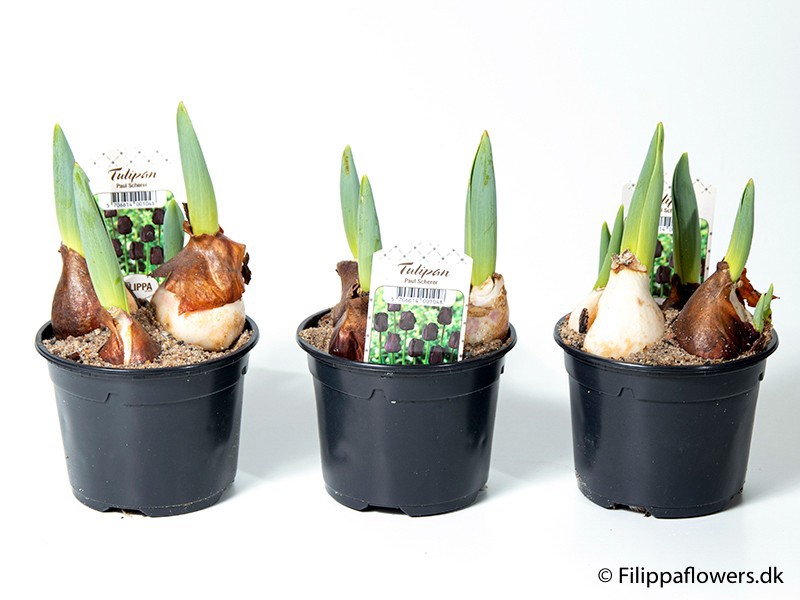 TULIPA FERGANICA 'Queen of Night', D 10