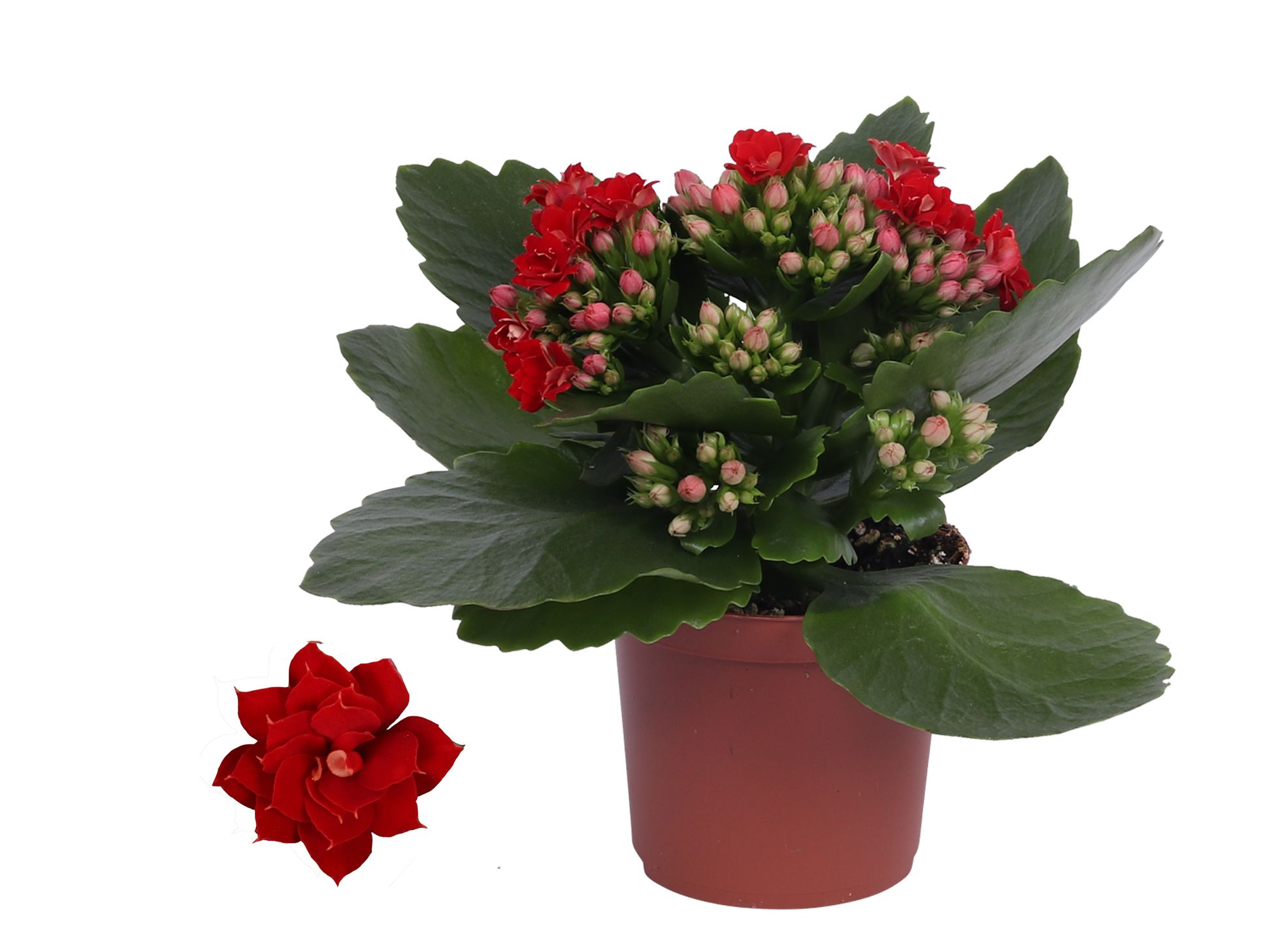 Kalanchoe Rosalina 07cm Don Justino rood, Zonder hoes, D 7