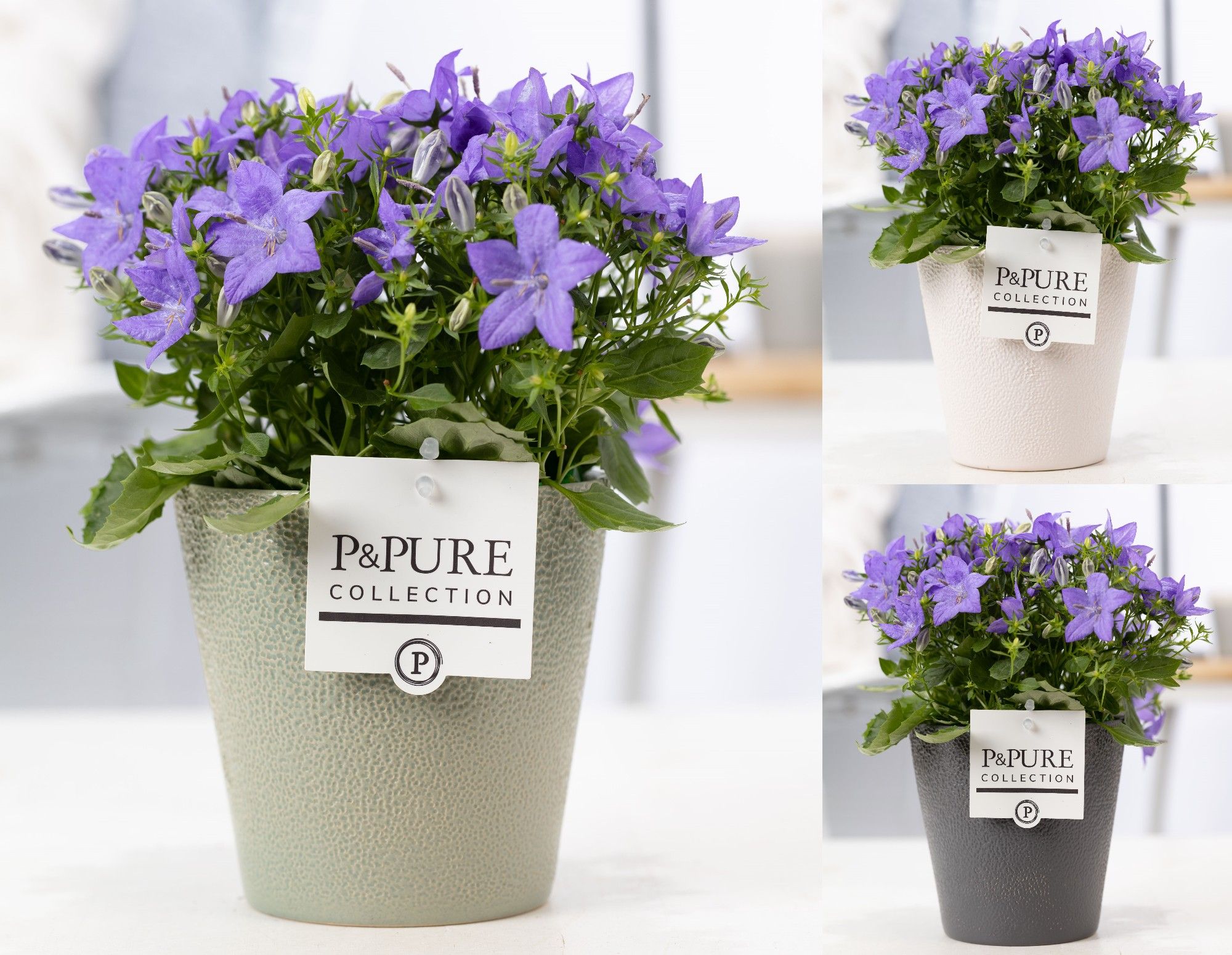 Campanula 'Napoli' Pure Ruby, D 13