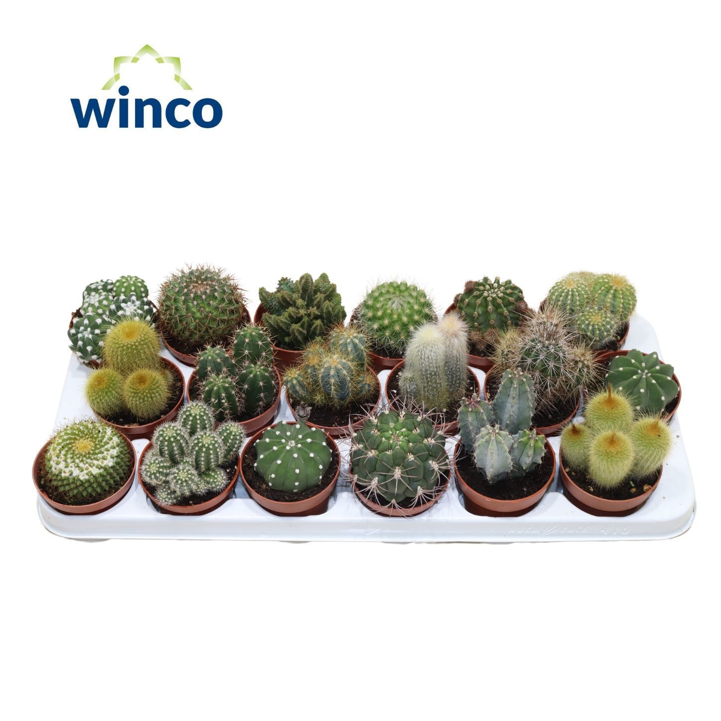 Cactus Mix (18spc.), D 8,5